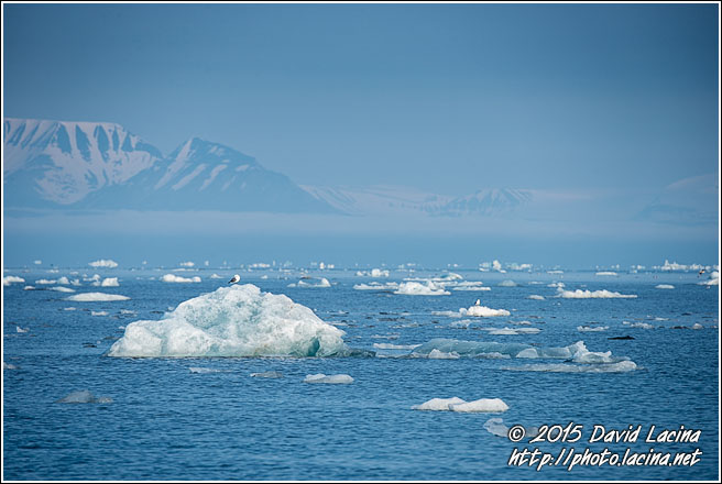 Seagull On Iceberg - Svalbard, Norway