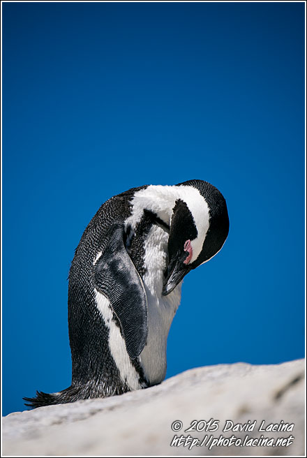 African Penguin - Best Of SA, South Africa