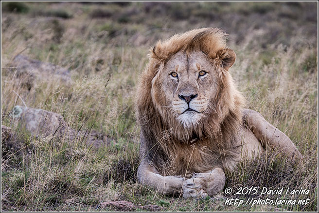 African Lion - Best Of SA, South Africa