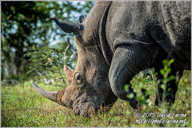 White Rhinoceros - Best Of SA, South Africa