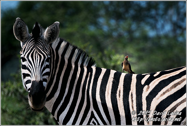 Zebra And Oxpecker - Best Of SA, South Africa