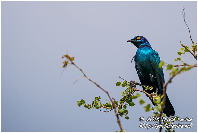 Cape Starling - Best Of SA, South Africa