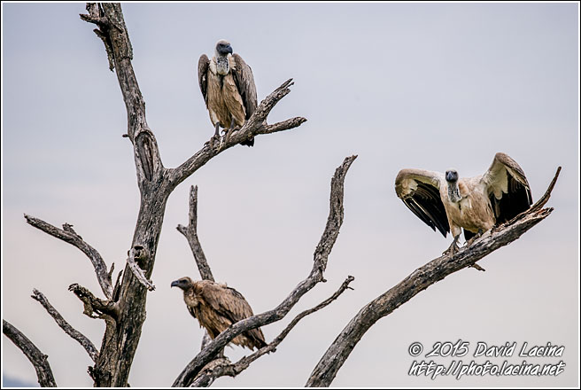 White-Backed Vultures - Best Of SA, South Africa