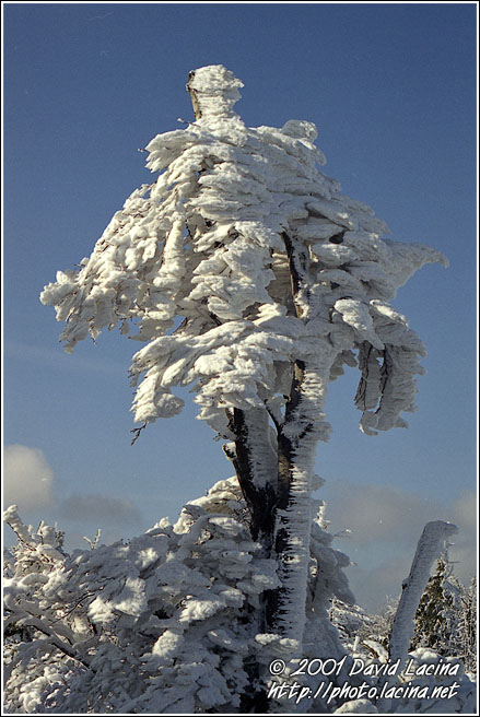 Snowman Tree - Radhošť, Czech republic