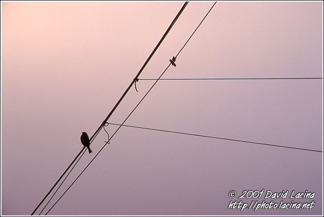 Bird On Boat Mast - Best of 2001, Norway