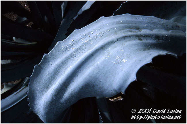 Agave Leaf - Best Of Curaçao, Curaçao