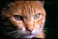Cat, Best Of Netherlands, Netherlands
