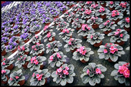 Flower Bed, Best Of Netherlands, Netherlands