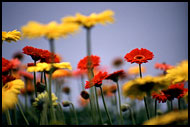 Everyone Has His Flower.., Best Of Netherlands, Netherlands