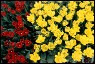 Tulips, Best Of Netherlands, Netherlands