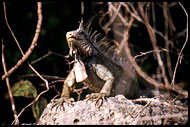 Proud Old Iguana, Best Of Curaçao, Curaçao