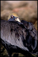 Brown Pelican Sleeping, Best Of Curaçao, Curaçao