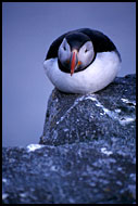 Puffin, Best of 2002, Norway