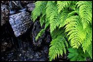 Fern By Stream, Best of 2002, Norway