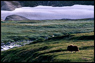 Musk-ox, Best of 2002, Norway