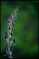 Detail Of Flower, Best of 2002, Norway