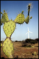 Cactus, Best Of Curaçao, Curaçao