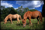 Horses, Best of 2002, Norway