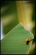 Grass-hopper, Lake Maninjau, Indonesia