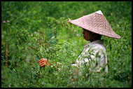 Picking Up Chilli, Lake Maninjau, Indonesia