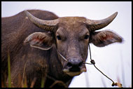 Bull - The Symbol Of Minangkabau, Lake Maninjau, Indonesia