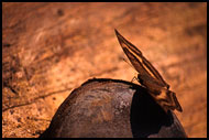 Butterfly (on My Shoe), Lake Maninjau, Indonesia