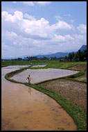 Rice Field, Minangkabau, Indonesia