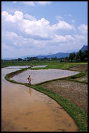 Rice Field, Minangkabau, Indonesia