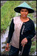 Working On Rice Padi, Minangkabau, Indonesia