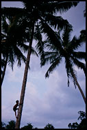 Children Are VERY Skilled, Siberut island, Indonesia