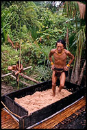 Processing Of Sago, Siberut island, Indonesia