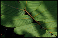 Flora Of Siberut, Siberut island, Indonesia