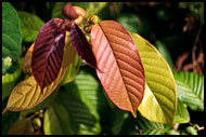 Flora Of Siberut, Siberut island, Indonesia