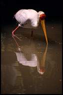 In The Bird Park, Kuala Lumpur, Malaysia