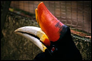 Hornbill, Kuala Lumpur, Malaysia