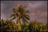 Alone - Sunset At Beach, Langkawi, Malaysia