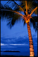 Lighted Palm Tree, Langkawi, Malaysia