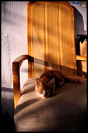 Cat In Chair, Langkawi, Malaysia