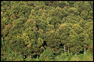 Trees, Kerinci, Indonesia