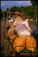 Comming Back From Field, Kerinci, Indonesia