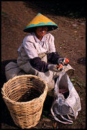 Tea Plantation Worker, Kerinci, Indonesia