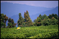 Try To Find HIM :), Kerinci, Indonesia