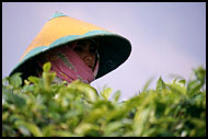 Tea Plantation Worker, Kerinci, Indonesia