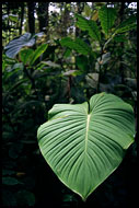 Kerinci Jungle, Kerinci, Indonesia