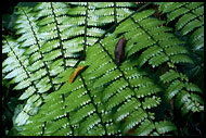 In The Jungle, Kerinci, Indonesia