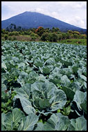 Mt. Kerinci, Kerinci, Indonesia