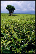 Tea Plantation, Kerinci, Indonesia