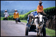Comming Back From Field, Kerinci, Indonesia