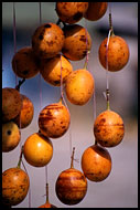 Passion Fruits, Kerinci, Indonesia