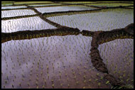 Rice Field (sunset), Kerinci, Indonesia